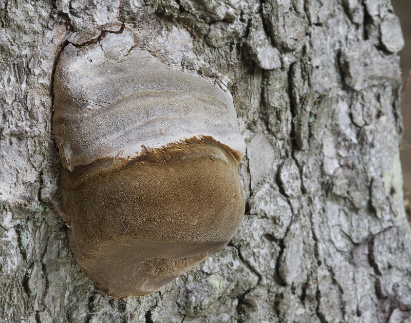 Phellinus hartigii